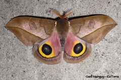 Automeris zugana