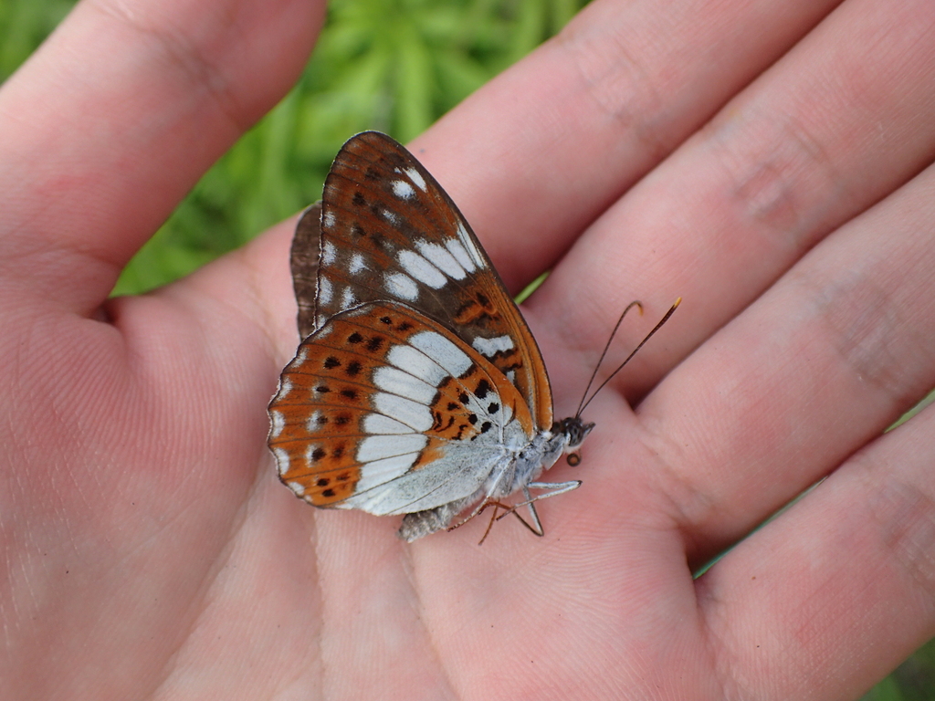 アサマイチモンジ