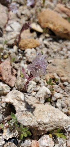 Transverse Range phacelia (Phacelia exilis)