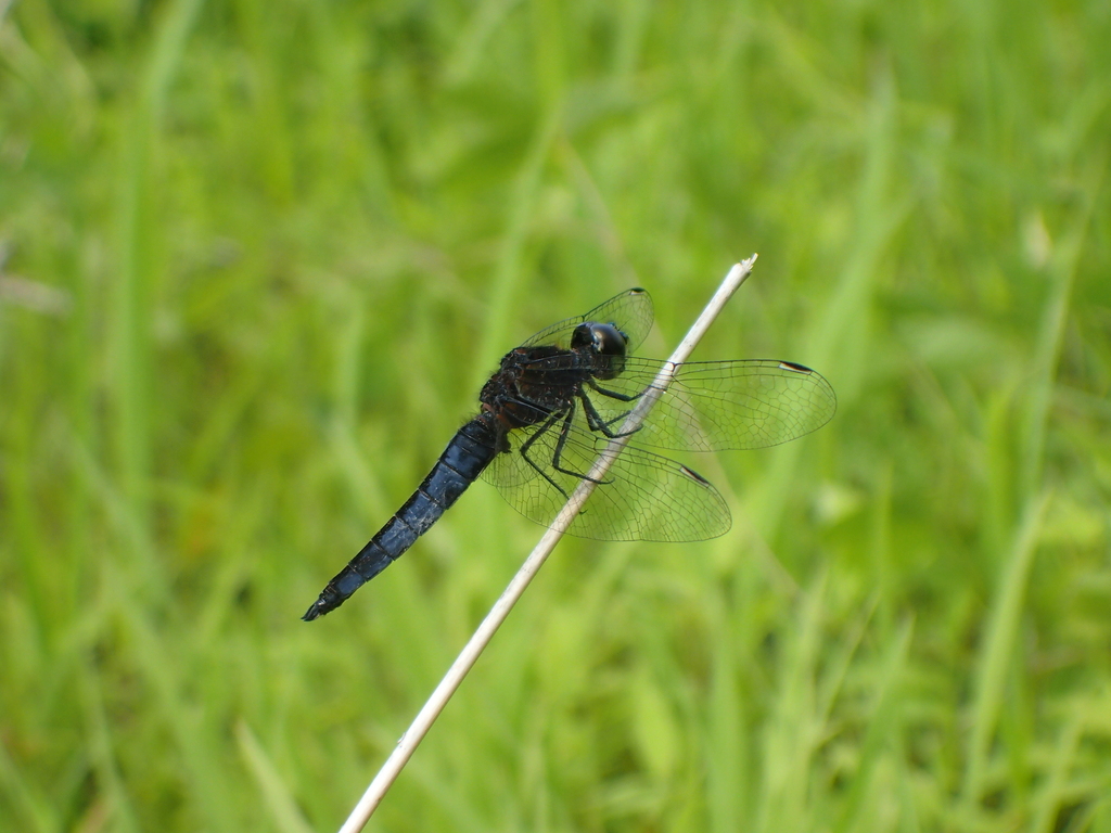 ハラビロトンボ