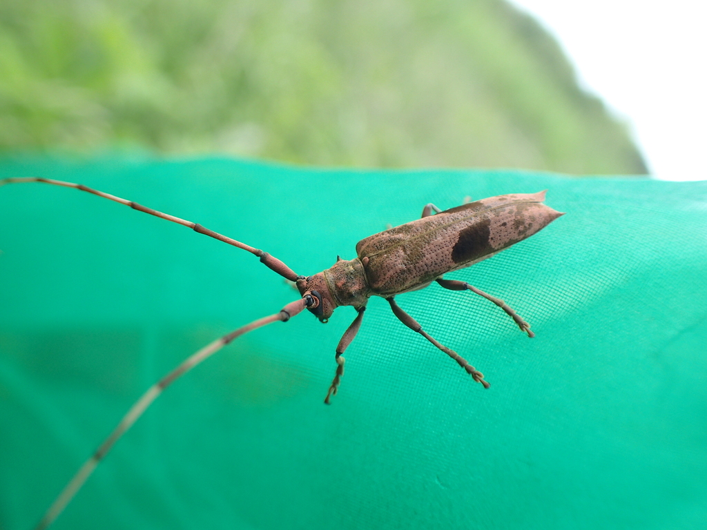 ヤハズカミキリ