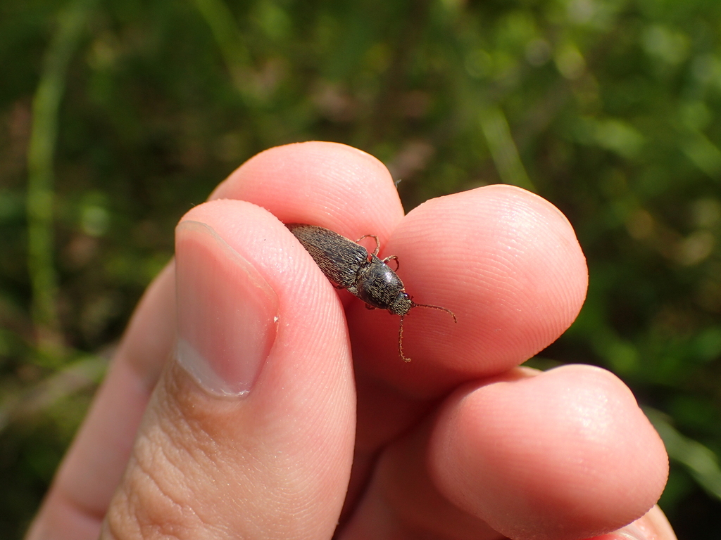 クロツヤクシコメツキ