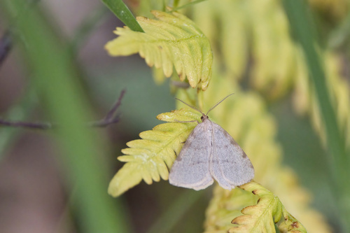 Drab Angle photo 5