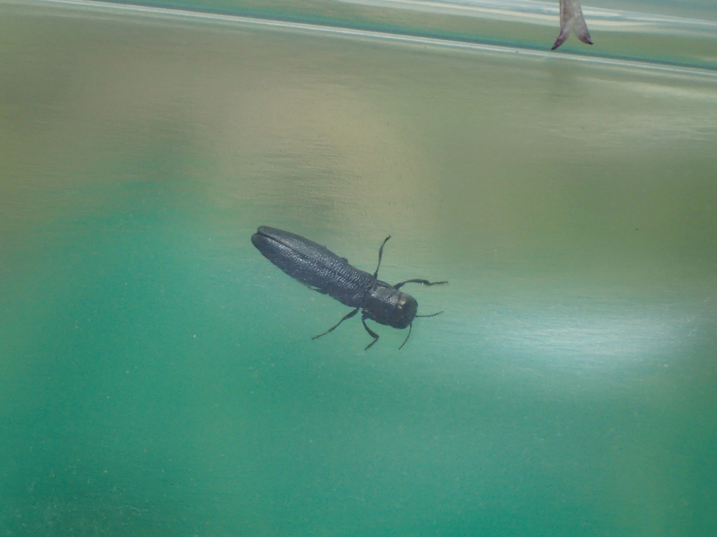 ホソツツタマムシ