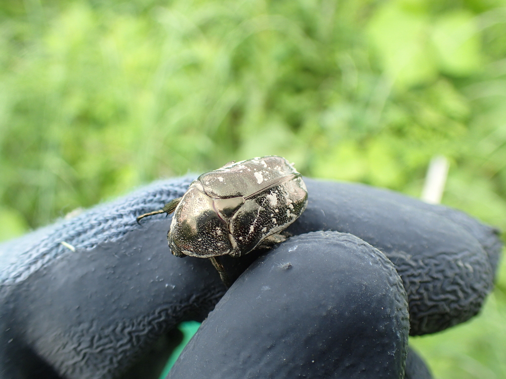 シラホシハナムグリ