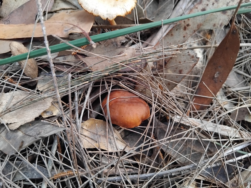 Lactarius eucalypti · May 2025 · photo: © sofiazed1 (iNaturalist, cc-by)