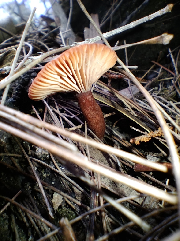 Lactarius eucalypti · May 2025 · photo: © sofiazed1 (iNaturalist, cc-by)