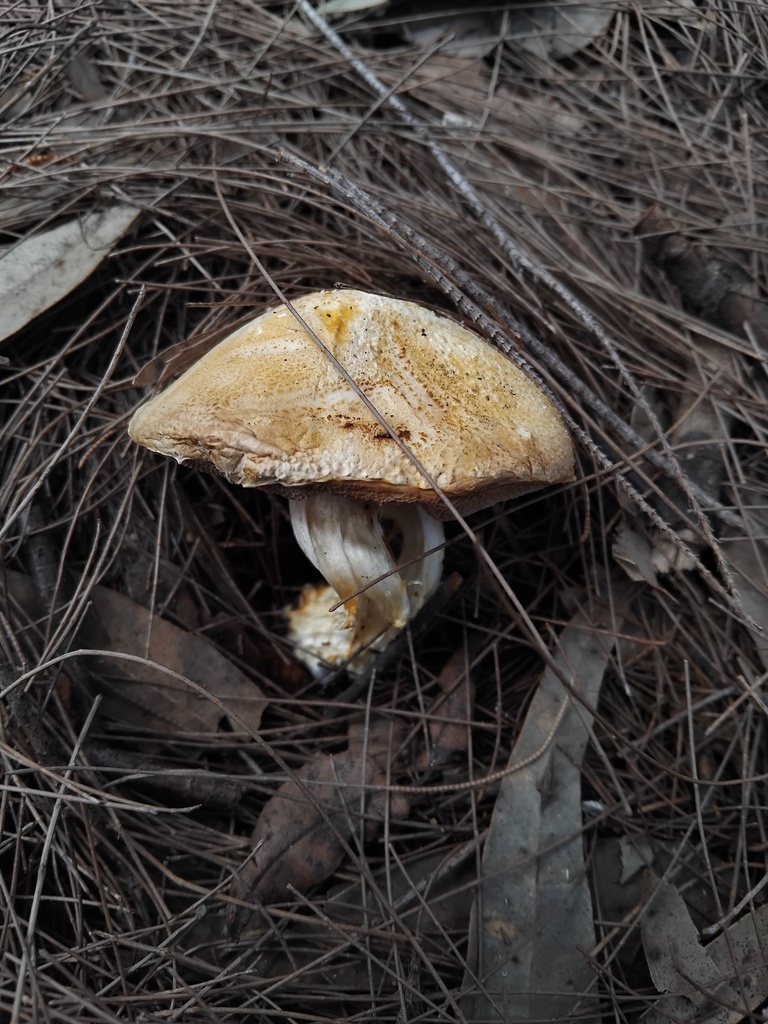Austroboletus niveus · May 2025 · photo: © sofiazed1 (iNaturalist, cc-by)