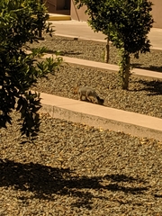 Urocyon cinereoargenteus