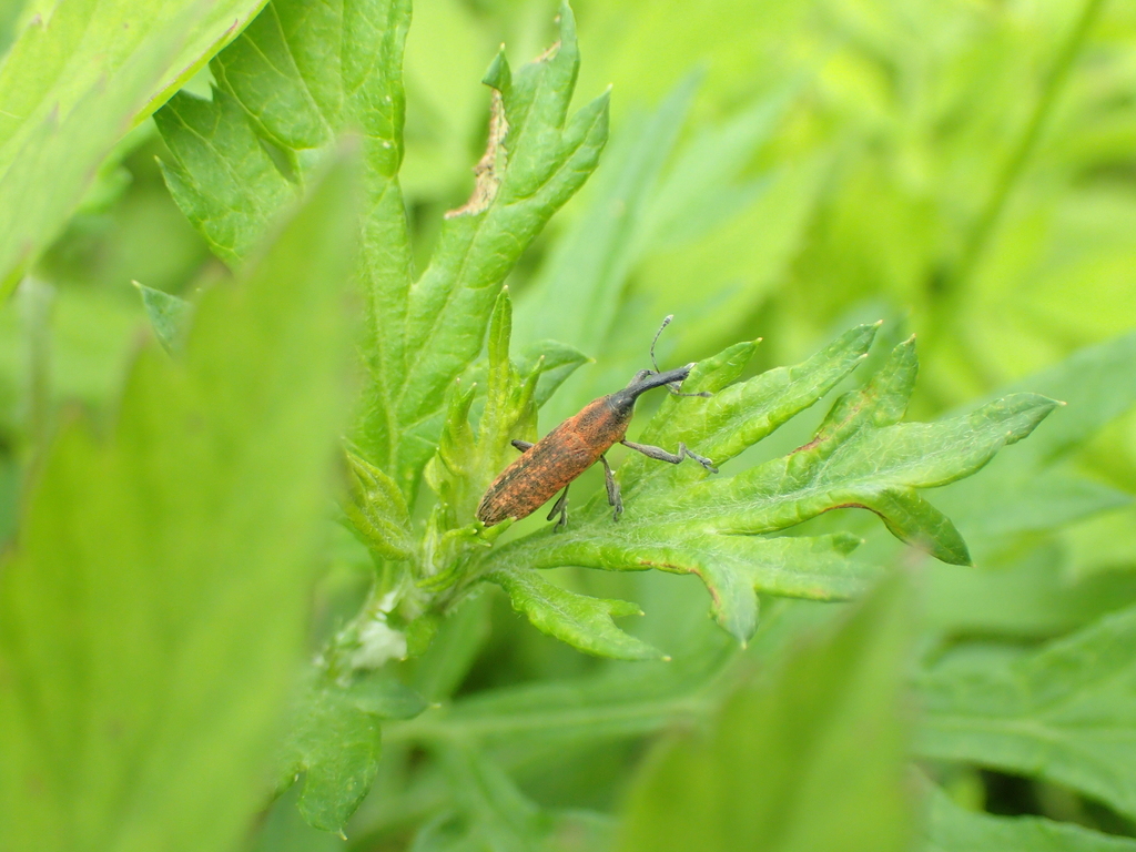 ナガカツオゾウムシ