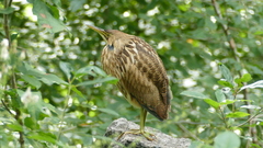 Botaurus lentiginosus