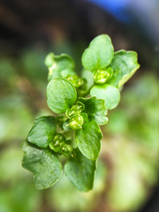 Chrysosplenium