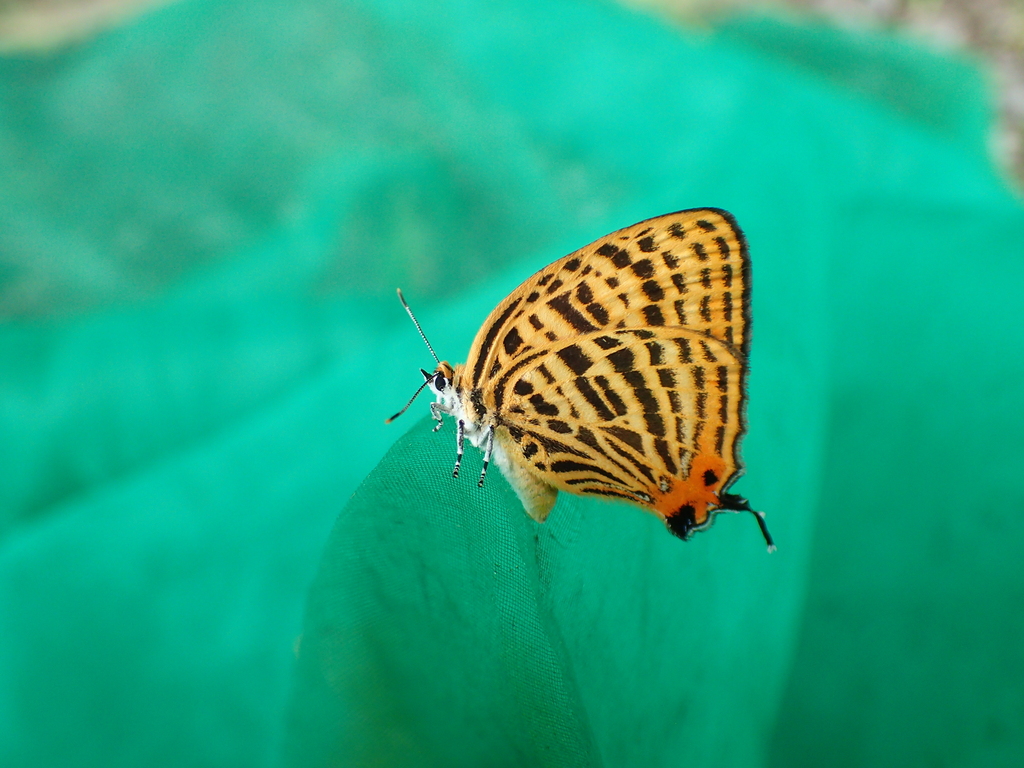 ウラナミアカシジミ