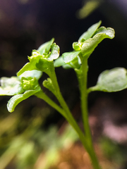 Chrysosplenium