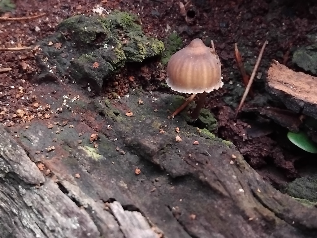 Mycena subgalericulata · May 2025 · photo: © sofiazed1 (iNaturalist, cc-by)
