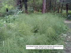 Equisetum telmateia telmateia