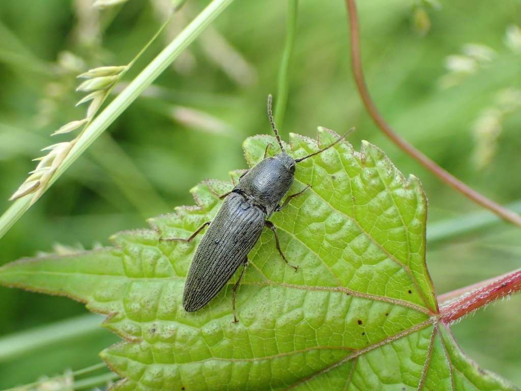 クロクシコメツキ