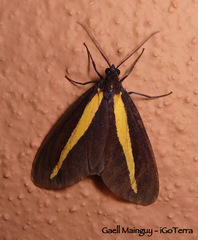 Crocomela erectistria