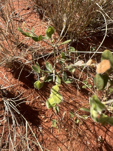Zornia albiflora