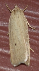 Gonioterma