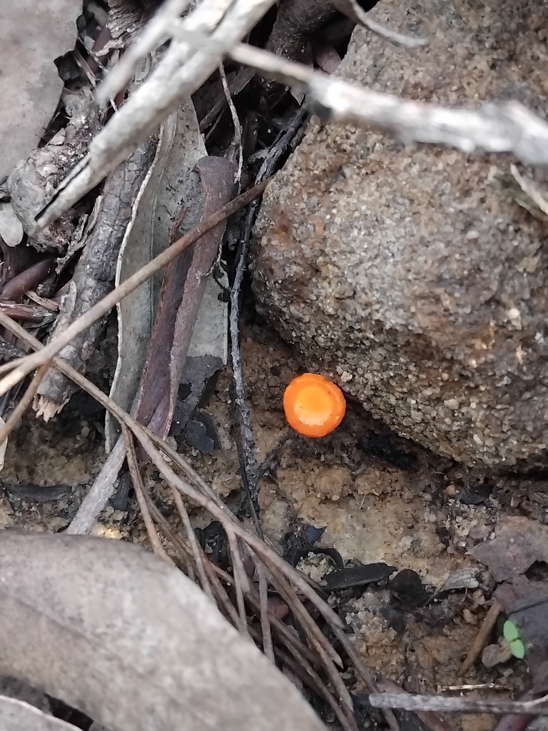 Cantharellus concinnus · May 2025 · photo: © sofiazed1 (iNaturalist, cc-by)