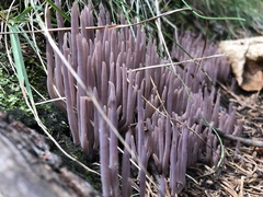 Alloclavaria purpurea