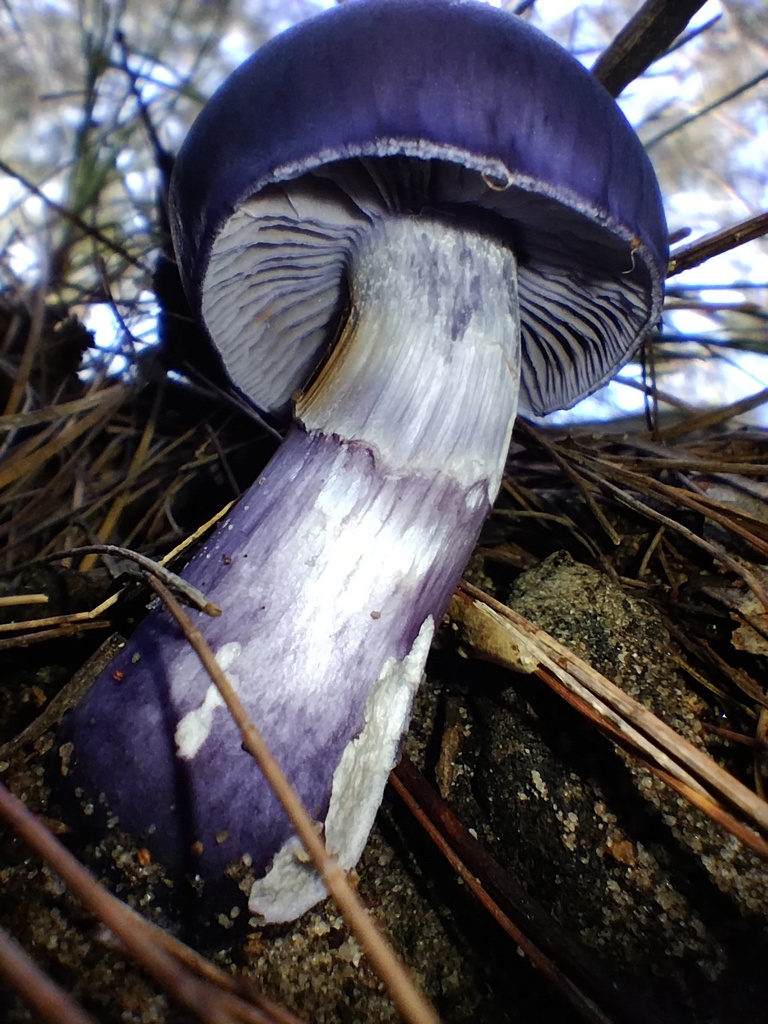 Cortinarius archeri · May 2025 · photo: © sofiazed1 (iNaturalist, cc-by)