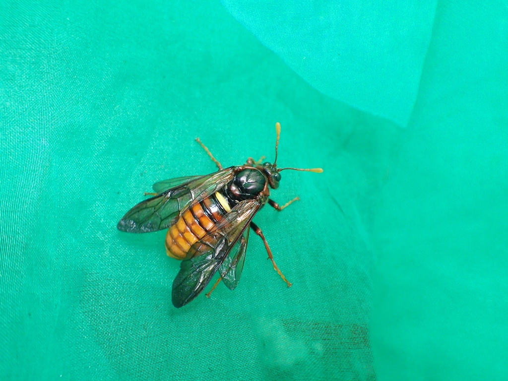 キイロモモブトハバチ