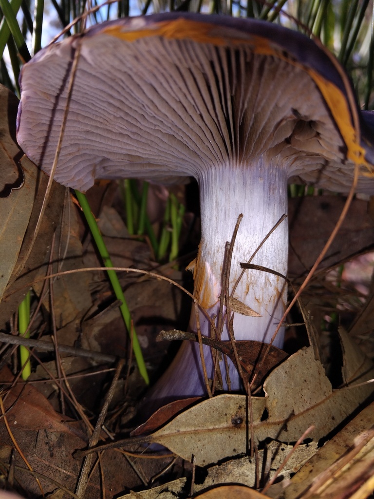Cortinarius archeri · May 2025 · photo: © sofiazed1 (iNaturalist, cc-by)