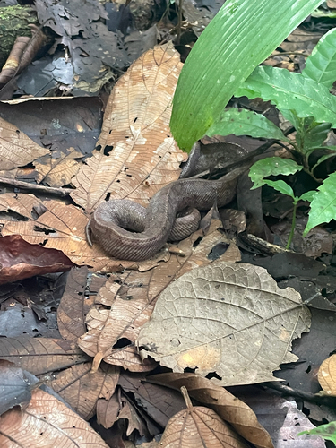 Brown Rainbow Boa