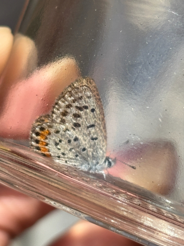 iNaturalist observation photo of Acmon Blue