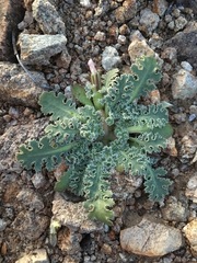 Glyptopleura marginata