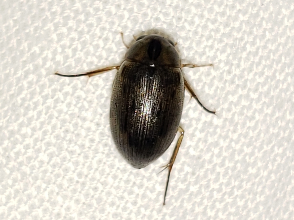 common water beetle