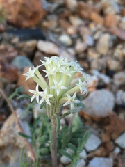 Chaenactis macrantha