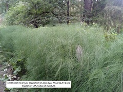 Equisetum telmateia telmateia