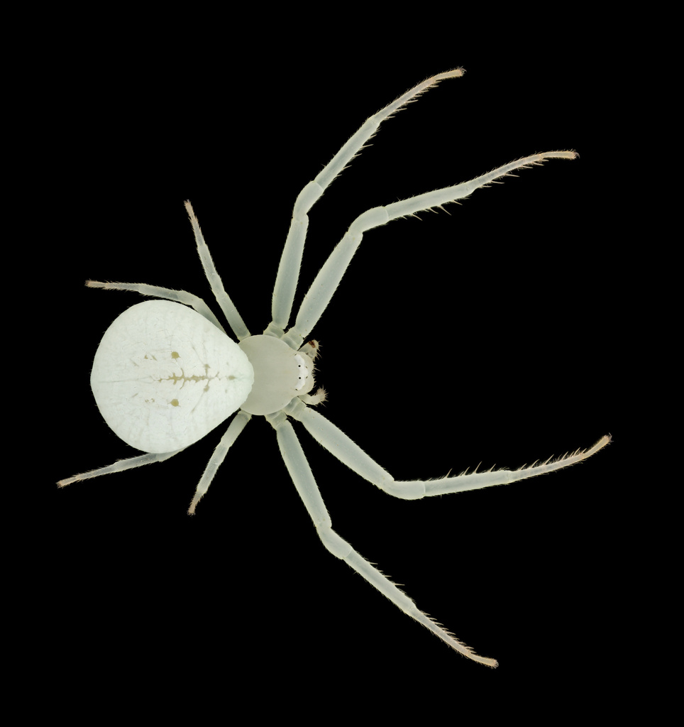 Misumessus