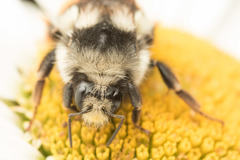Bombus vancouverensis vancouverensis