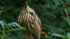 Botaurus lentiginosus