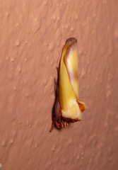 Halysidota roseofasciata