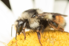 Bombus vancouverensis vancouverensis