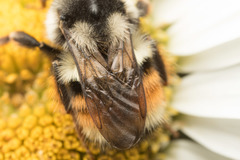 Bombus vancouverensis vancouverensis