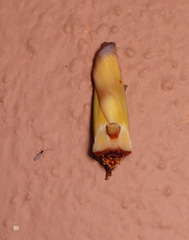 Halysidota roseofasciata