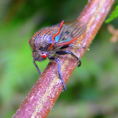 Metcalfiella erecta
