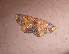 Melinodes detersaria