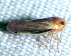 Omolicna uhleri