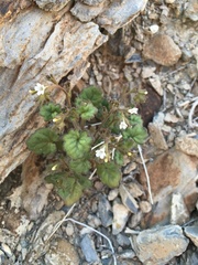 Phacelia rotundifolia