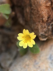 Erythranthe calcicola