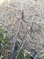 Boechera glaucovalvula