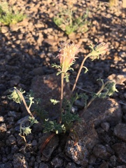 Chaenactis macrantha