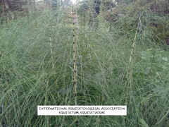 Equisetum telmateia telmateia